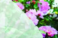 Bâche de protection respirante pour plantes