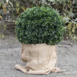 Housse d'hivernage en toile de jute
