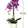 Orchidée fuchsia en pot blanc (Fuchsia)