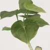 Plante artificielle pot carré blanc mat 26 cm
