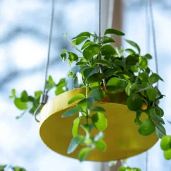 Support à plantes rond à suspendre doré (Diamètre de 24 cm)