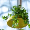 Support à plantes rond à suspendre doré (Diamètre de 14 cm)