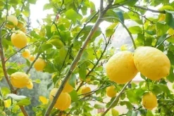 Terreau bio pour agrumes et plantes méditerranéennes 40 L (40 litres)