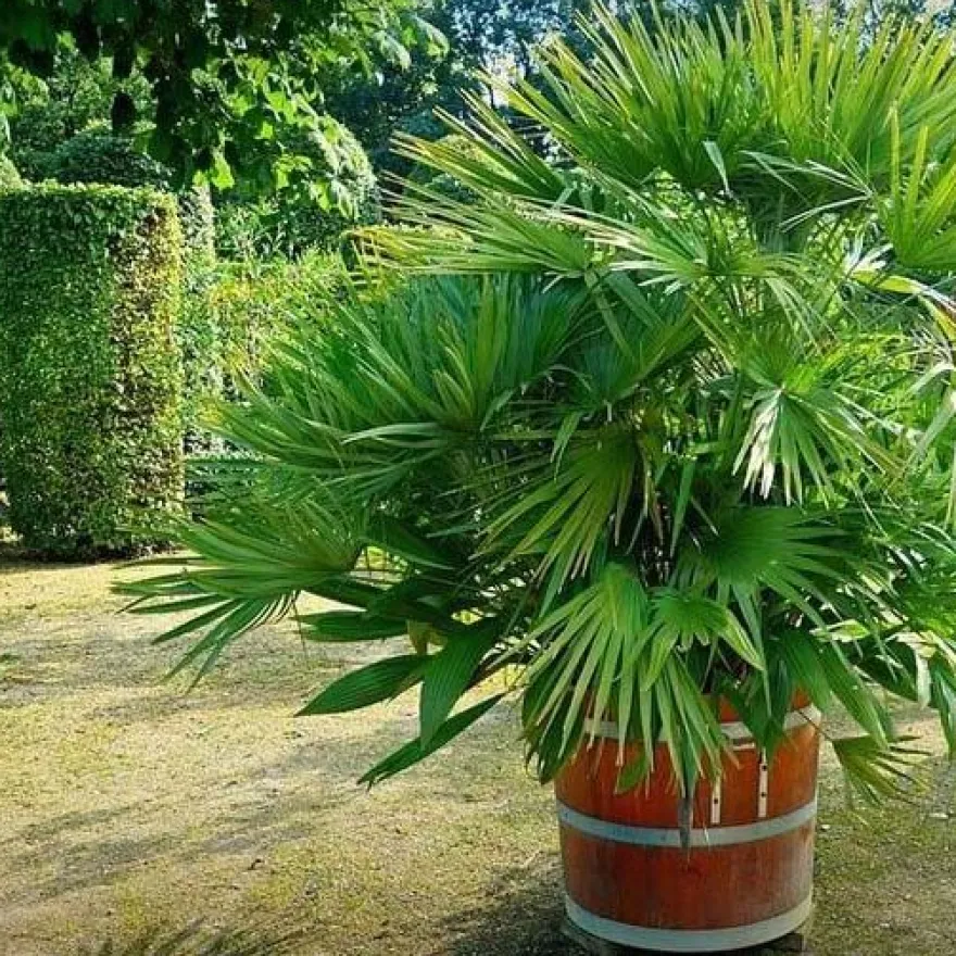 Terreau bio secret terre végétale 40 litres
