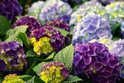 Terre de bruyère bio pour plantes acidophiles (40 litres)